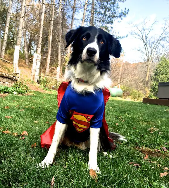 Border Collie in superman costume