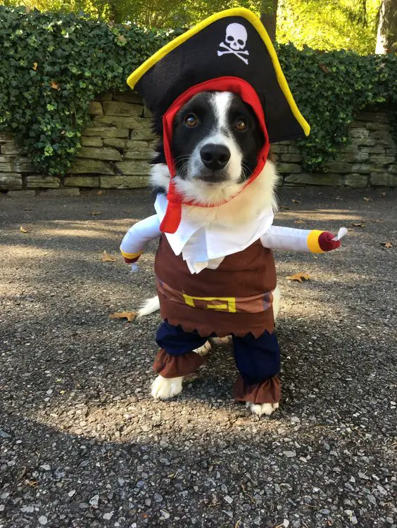 Border Collie in pirate costume