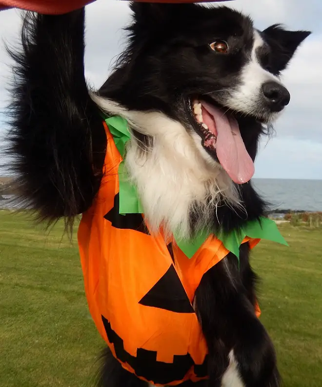Border Collie wearing a pumpkin costume