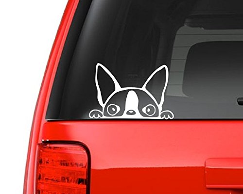 a peeking Boston Terrier sticker for the car