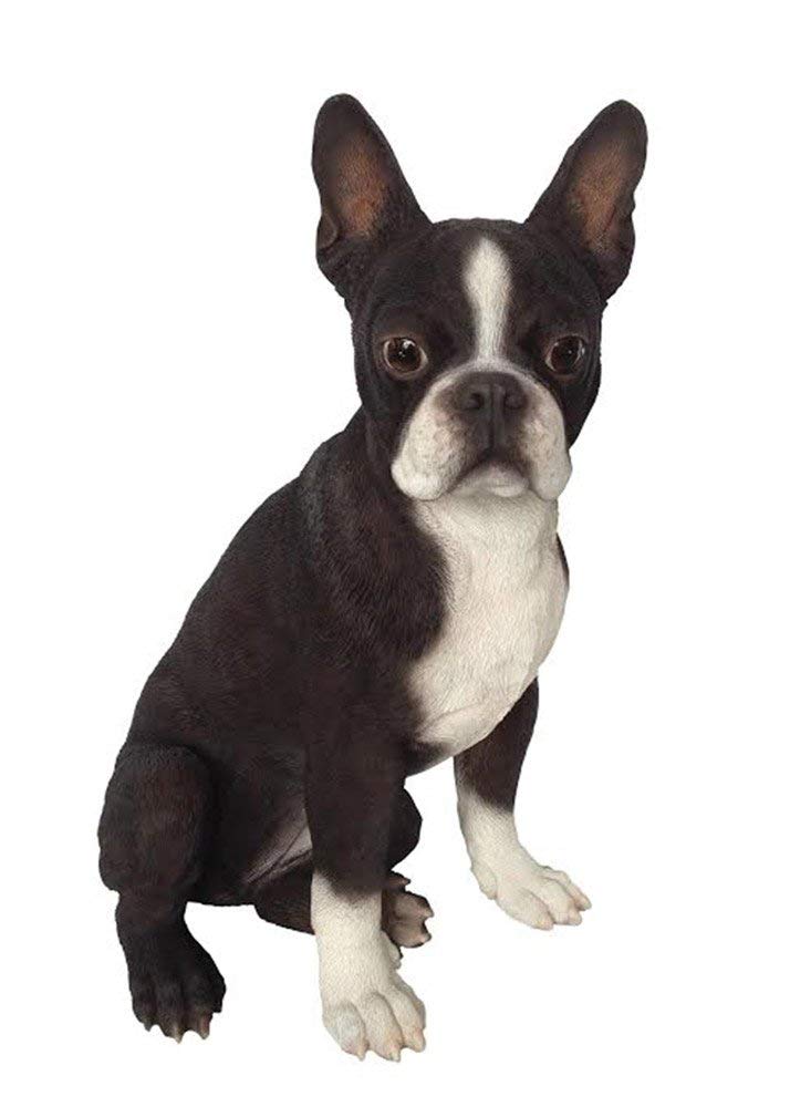 Boston Terrier statue sitting in an isolated white background