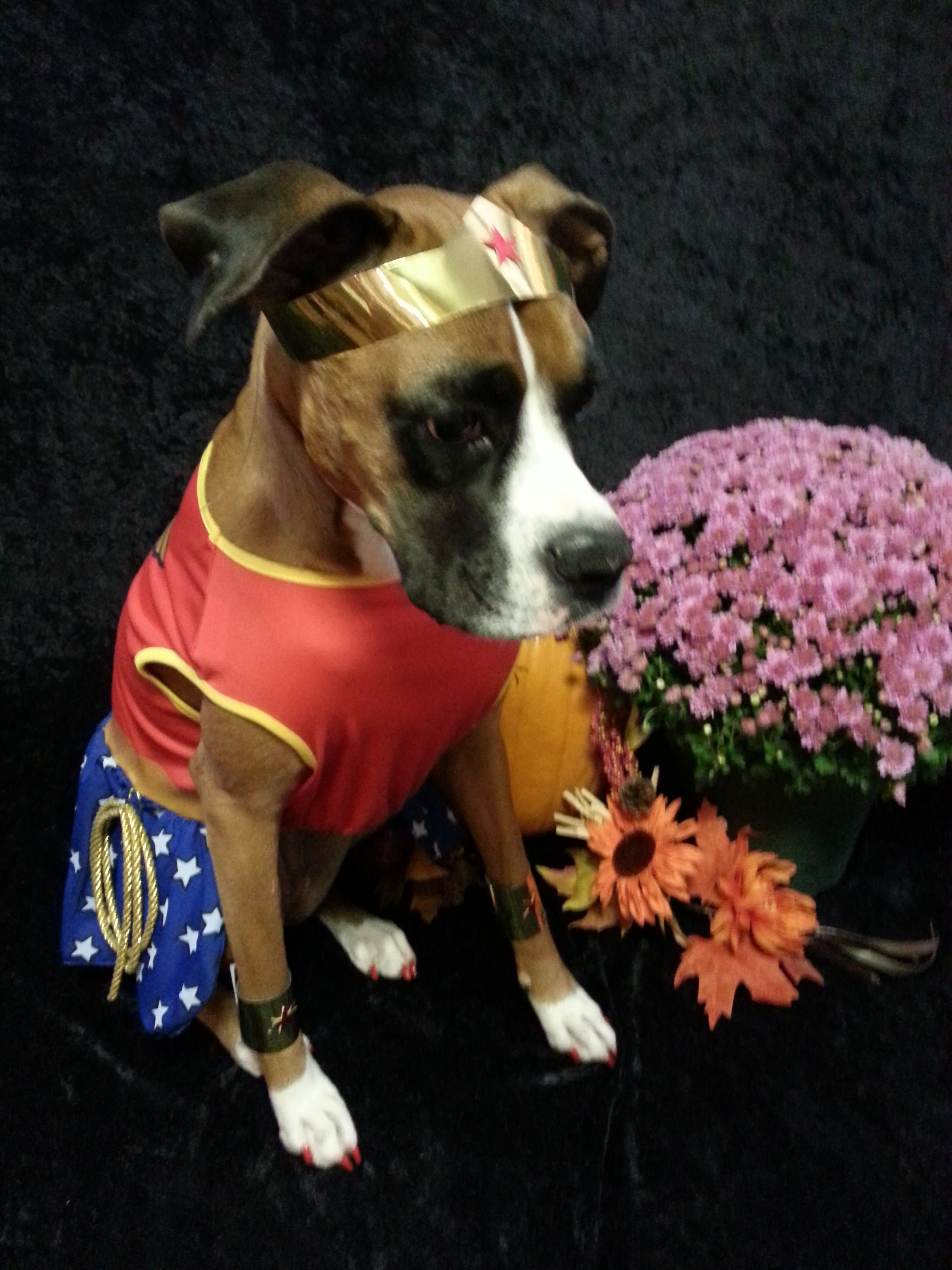 boxer dog in a wonder woman costume