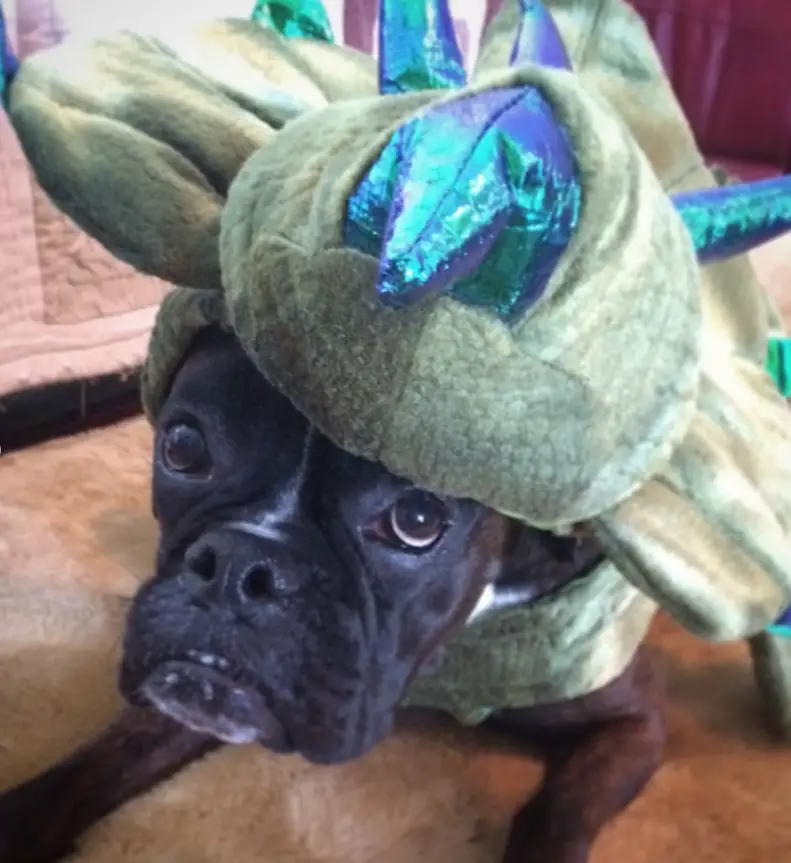 boxer dog in dinosaur costume