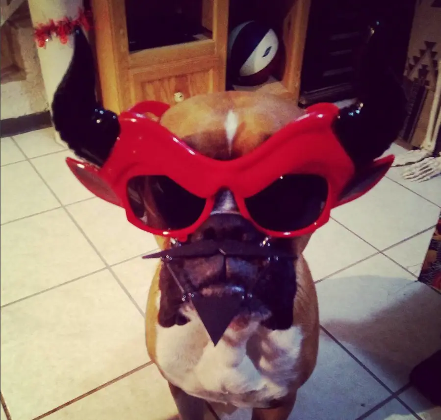 boxer dog in devil costume