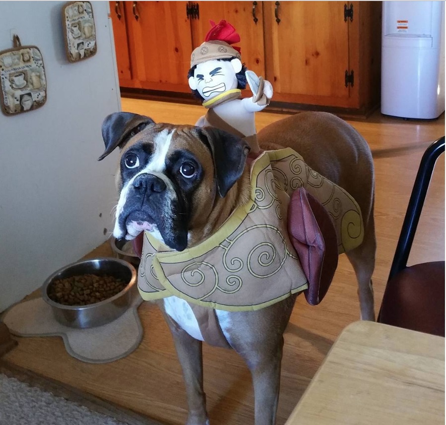 boxer dog in rider costume