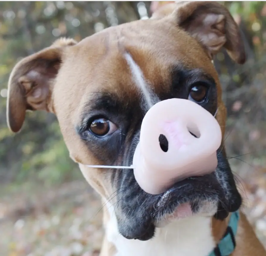 boxer dog wearing a pig nose