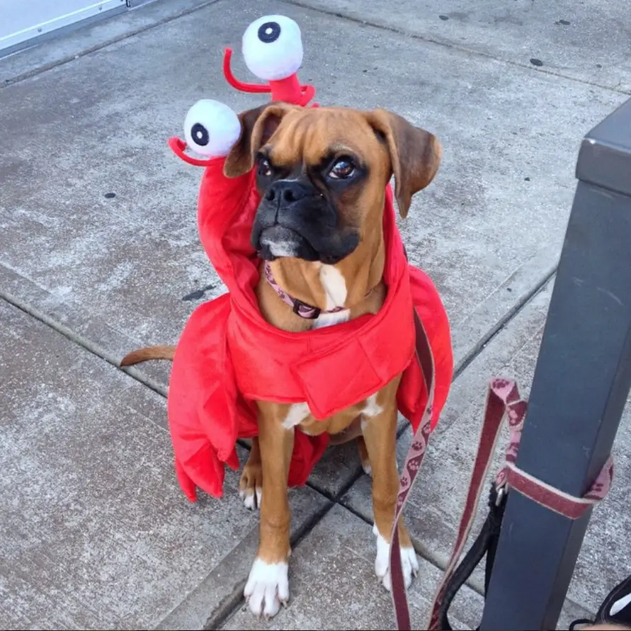 boxer dog in crab costume