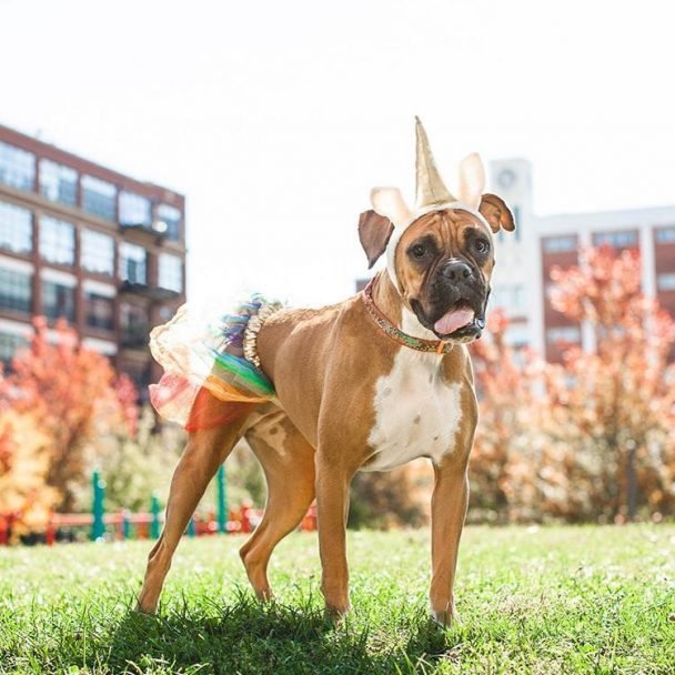 17 Best Halloween Costumes for Boxer Dogs Page 3 of 5 The Paws