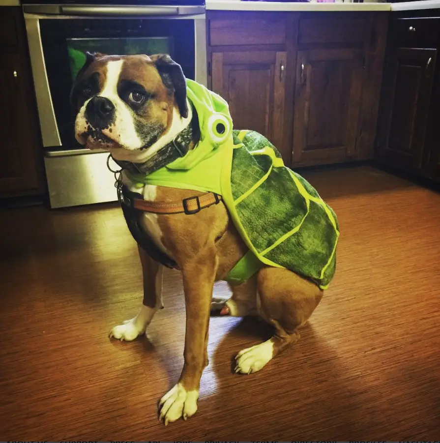 boxer dog turtle costume
