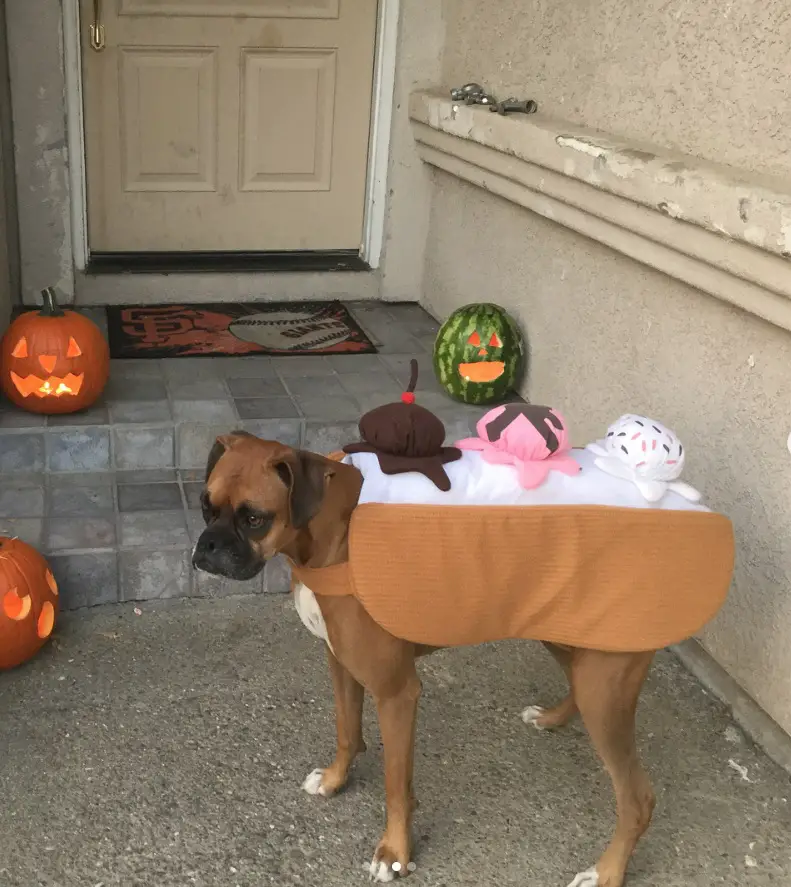 boxer dog in ice cream costume