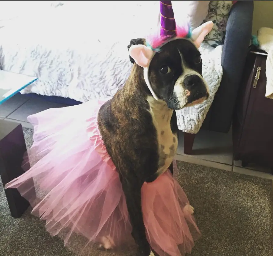 boxer dog in a pink unicorn costume