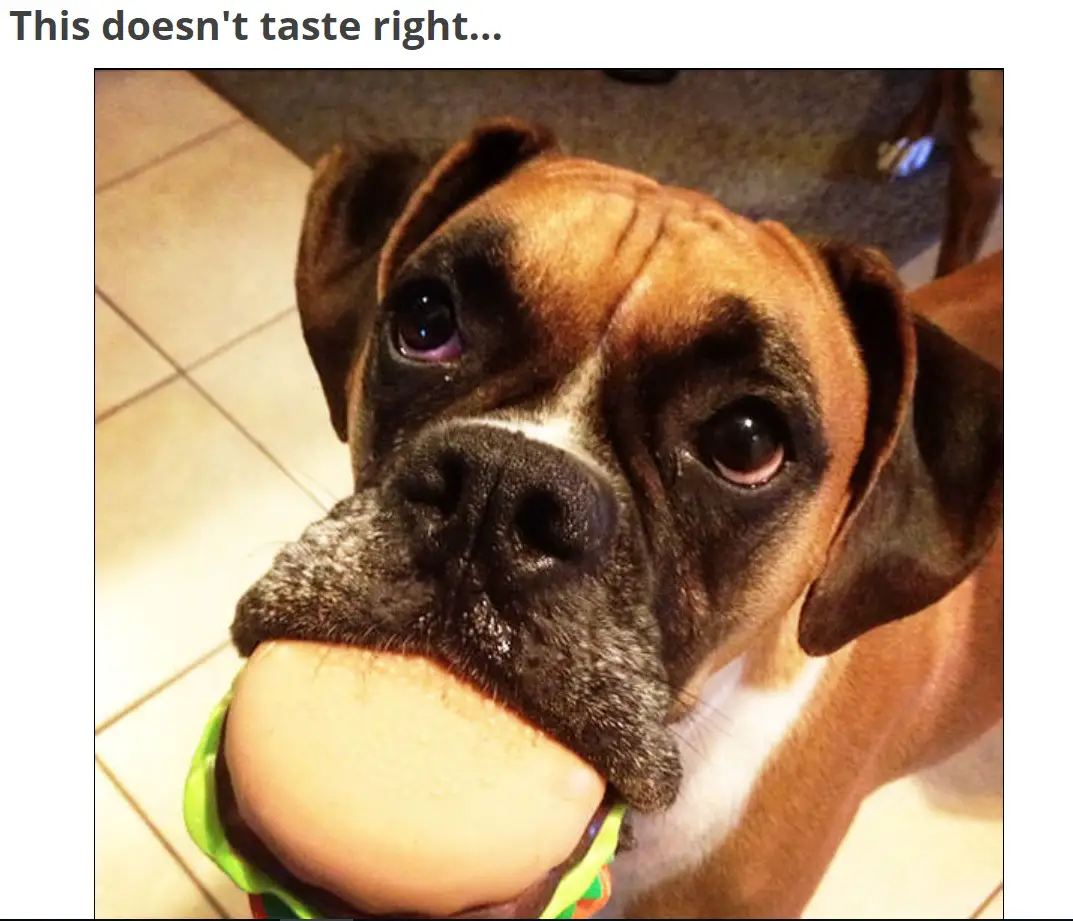 A boxer standing on the floor with burger toy in its mouth photo with caption - This doesn't taste right...