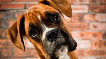16 Best Gifts for Boxer Dog Owners and Lovers – The Paws
