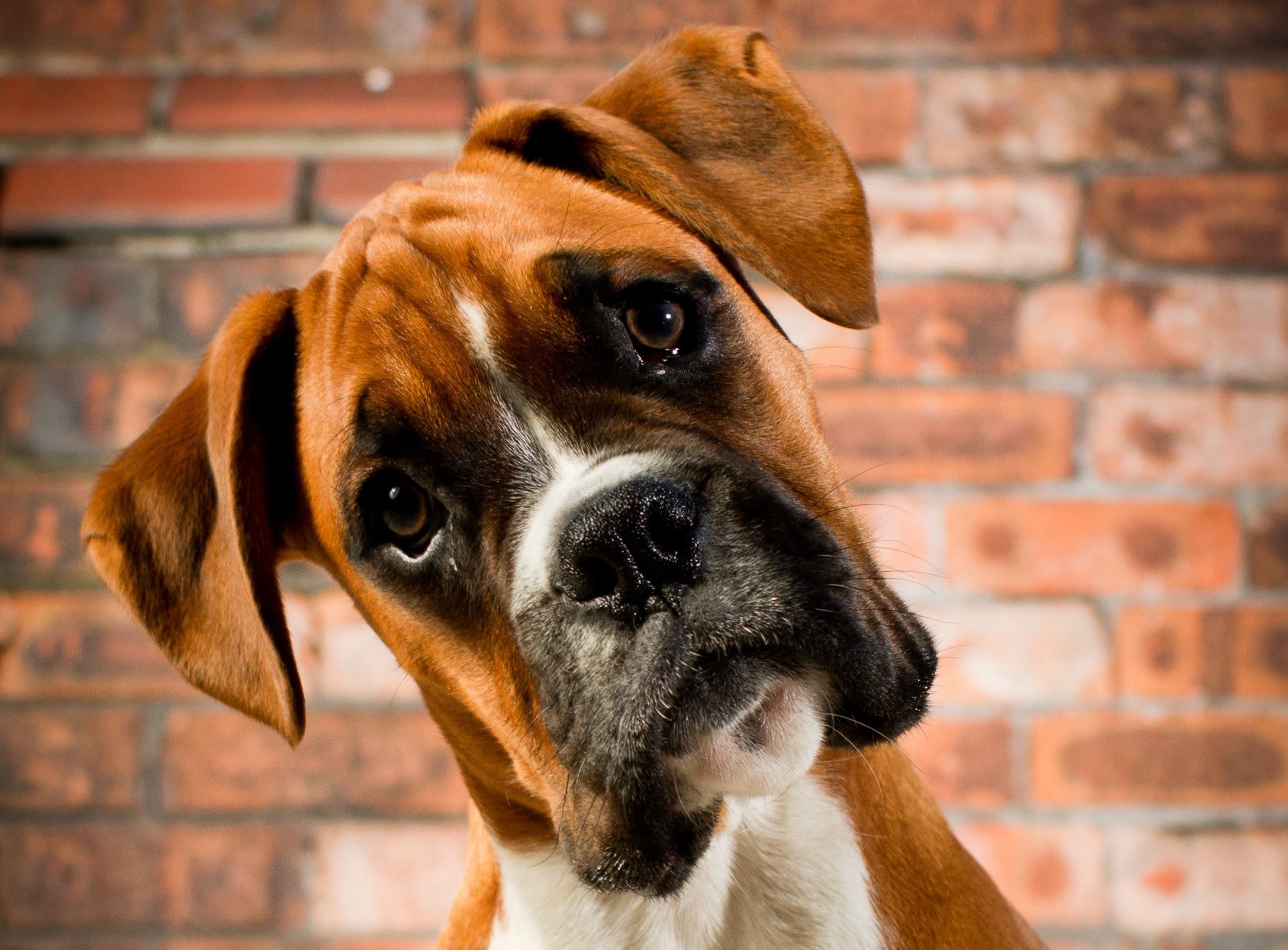 15 Best Gifts for Boxer Dog Lovers 