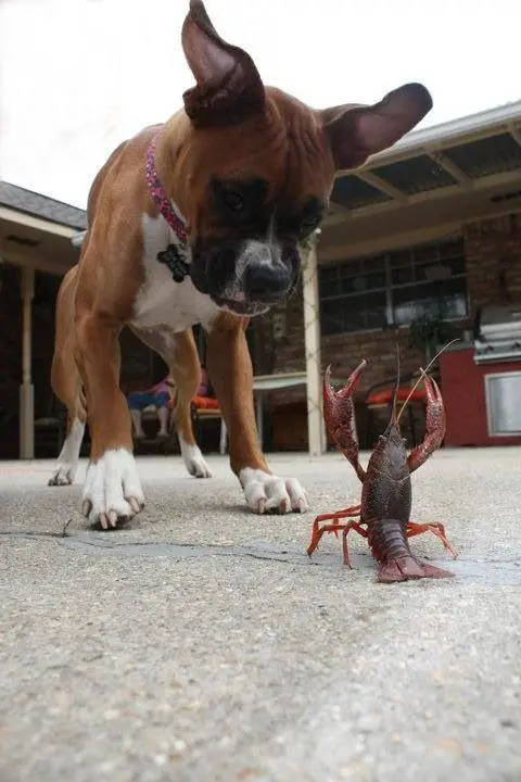 A Boxer Dog looking down at the lobster on the floor
