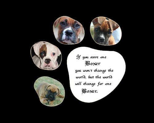 a paw print wall decor with faces of paw print and with saying - If you save me boxer you won't change the world, but the world will change for one boxer.