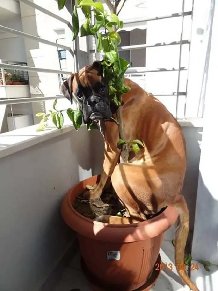 A Boxer Dog sitting in a potted plant
