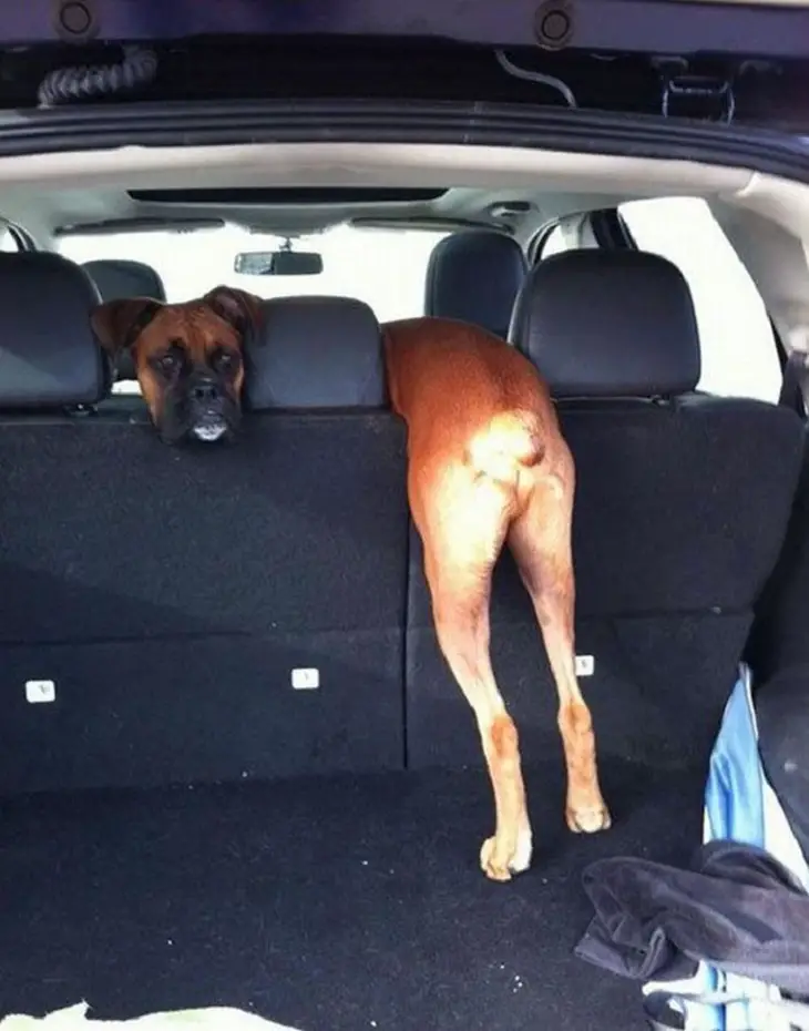 A Boxer Dog inside the car with its body hanging in the backseat