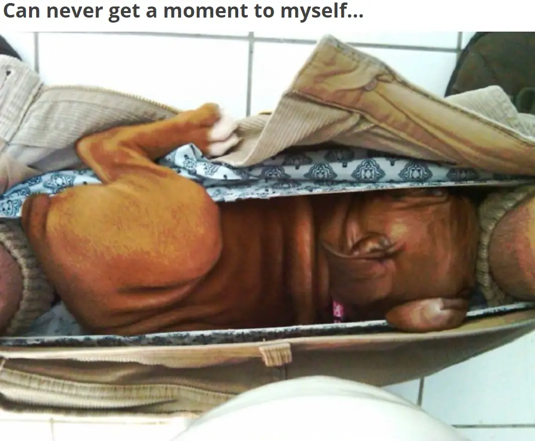 A dog inside the boxer short of a man sitting in the toilet photo with text - Can never get a moment to myself...