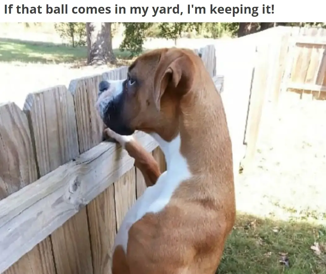 A Boxer Dog standing up behind the fence while looking outside photo with caption - If that ball comes in my yard, I'm keeping it!