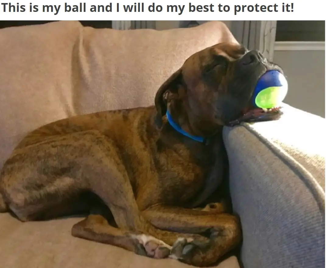 A Boxer Dog sleeping on the couch with a ball in its mouth photo with caption - This is my ball and I will do my best to protect it!
