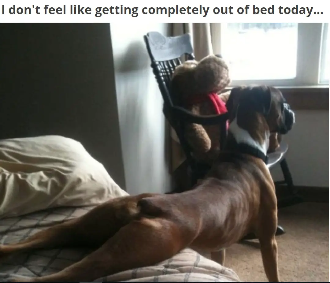 A Boxer Dog standing on the floor with its lower body on the bed