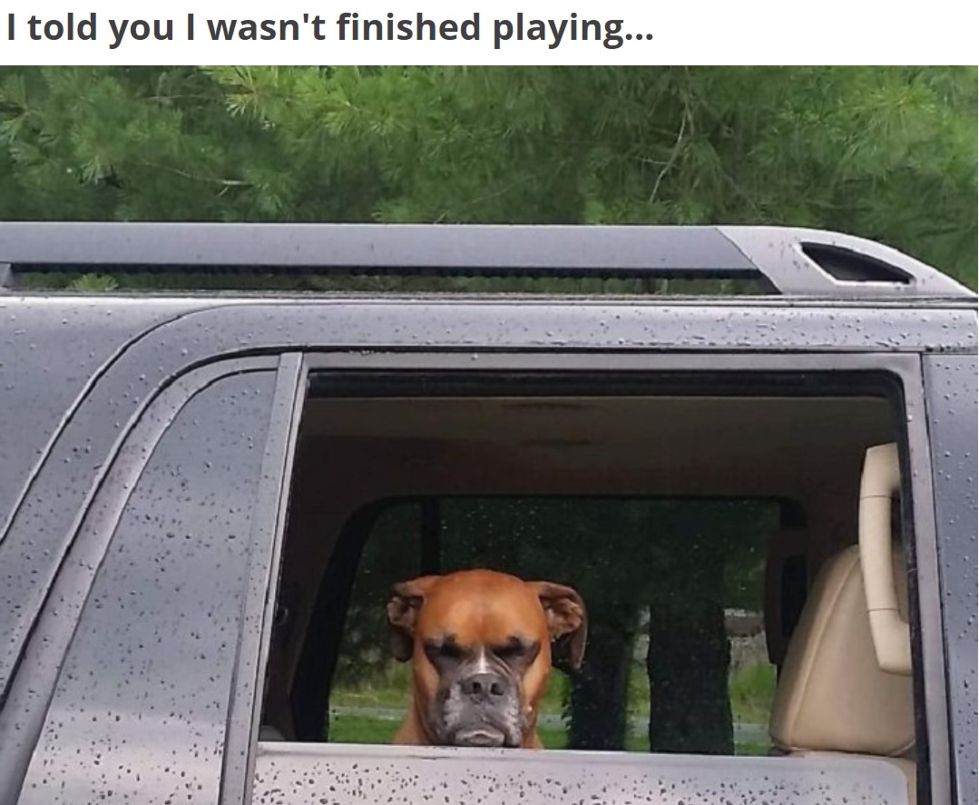 A Boxer Dog sitting in the passenger seat facing the window with its funny face