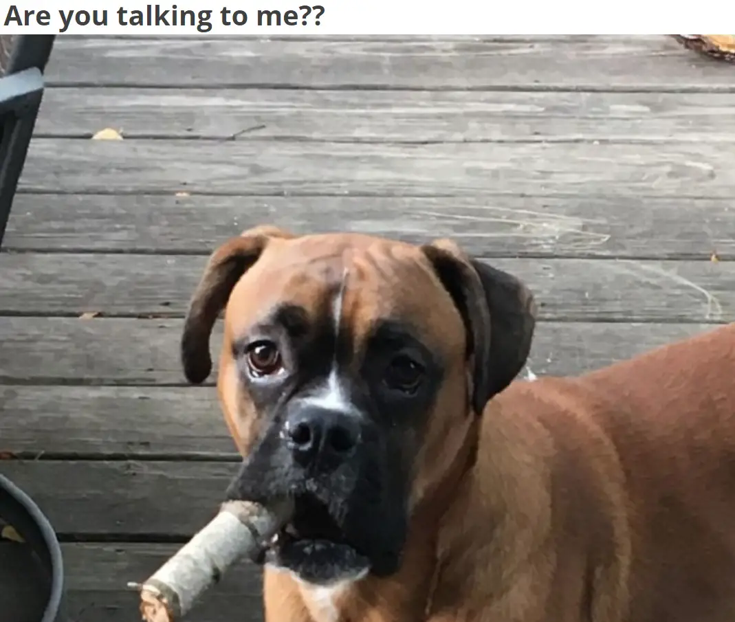 A Boxer Dog standing on the wooden pathway with a stick in its mouth