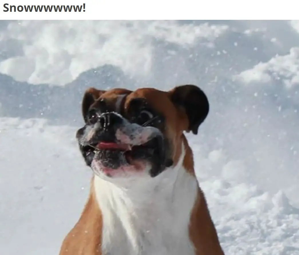 A Boxer Dog in the snow with its funny face