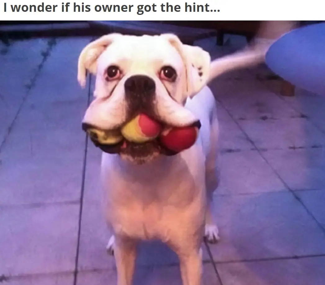A Boxer Dog standing on the floor with three balls in the mouth