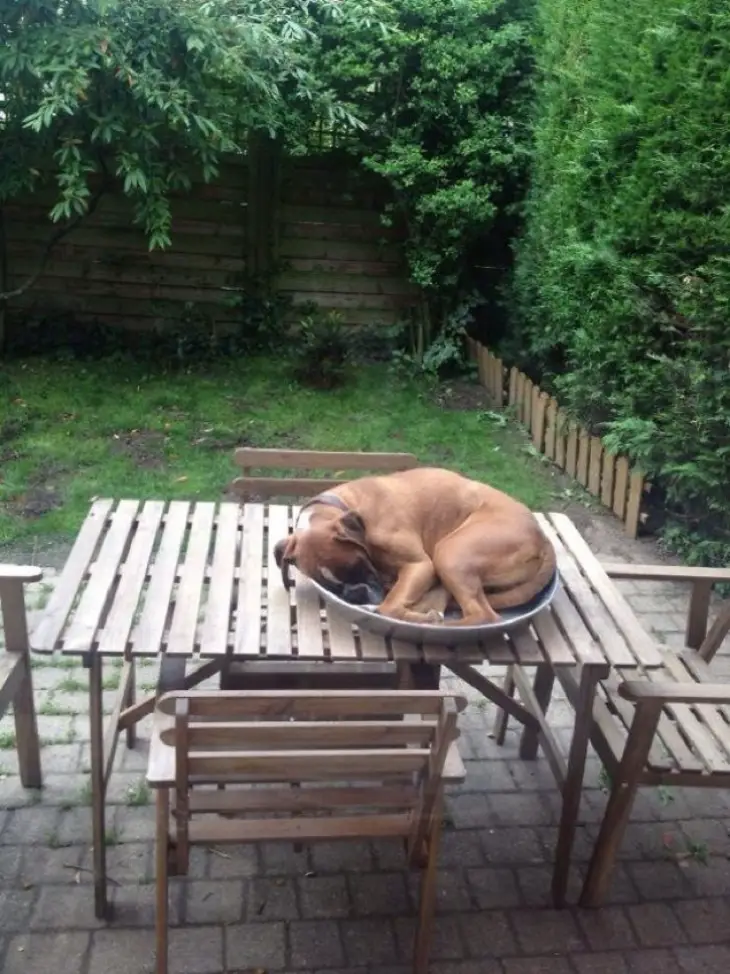 A Boxer Dog curled up sleeping in a basin on top of the table in the backyard