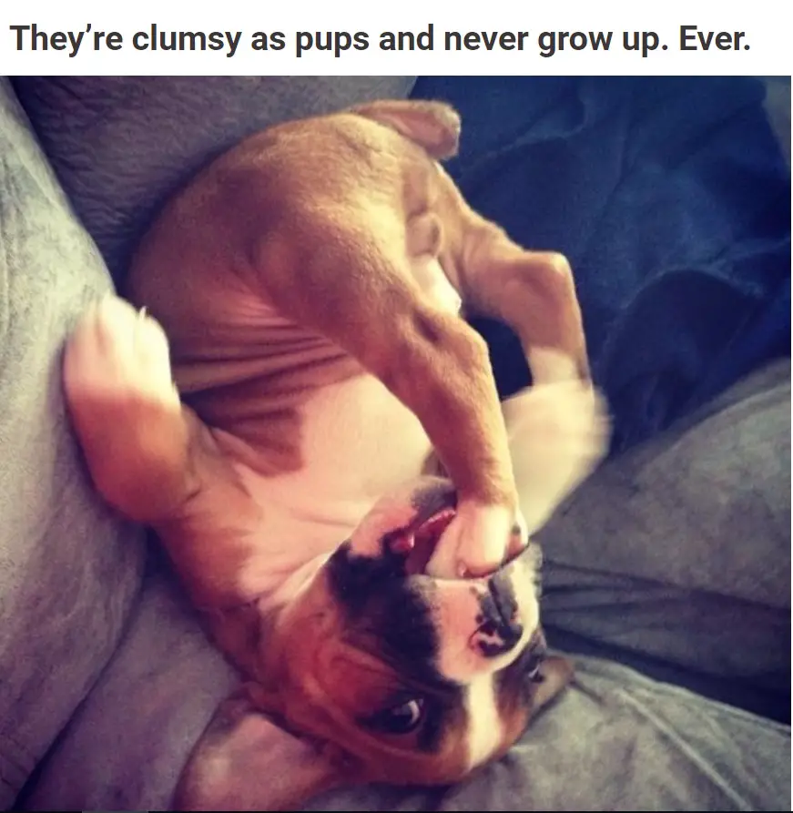 A boxer puppy lying upside down on the couch while eating its foot photo with caption - They're clumsy as pups and never grow up. Ever.