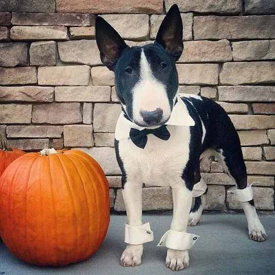 English Bull Terrier in suit costume with pumpkin on its side