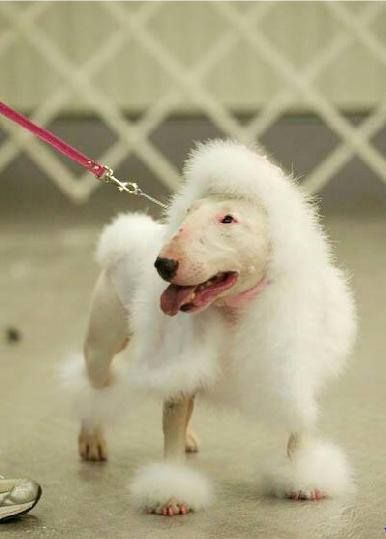 English Bull Terrier in poodle haircut