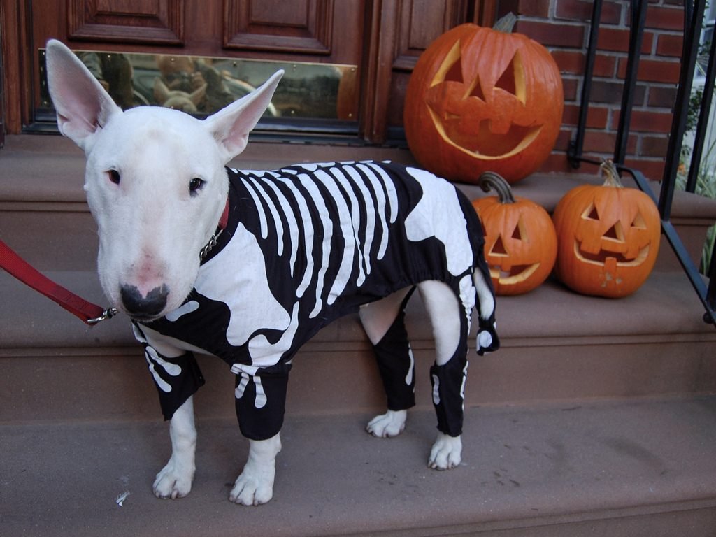 bull terrier costumes
