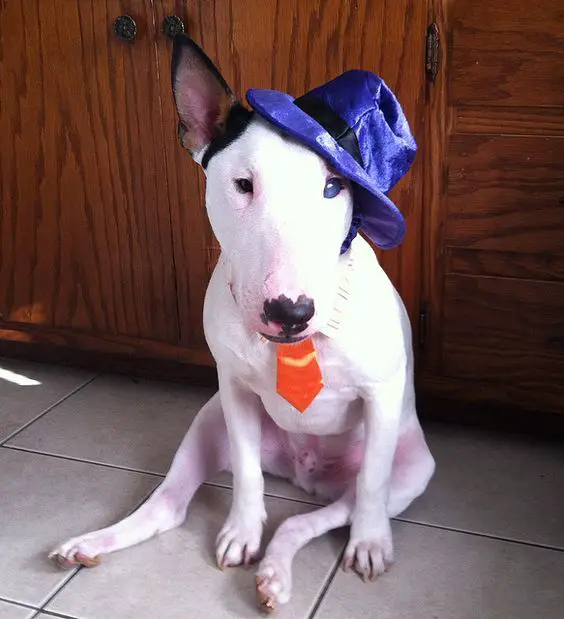 English Bull Terrier in magician costume