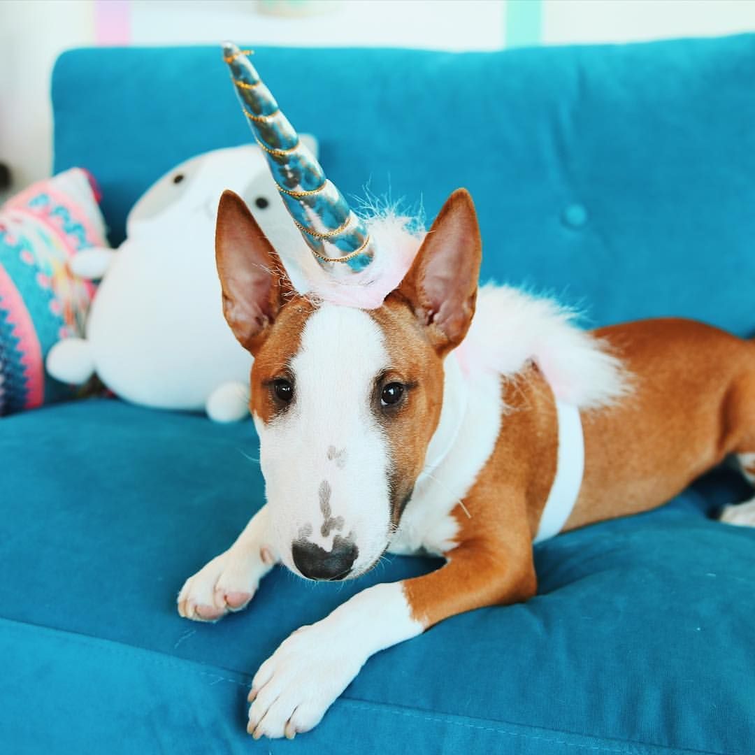 English Bull Terrier lying on the couch in unicorn costume