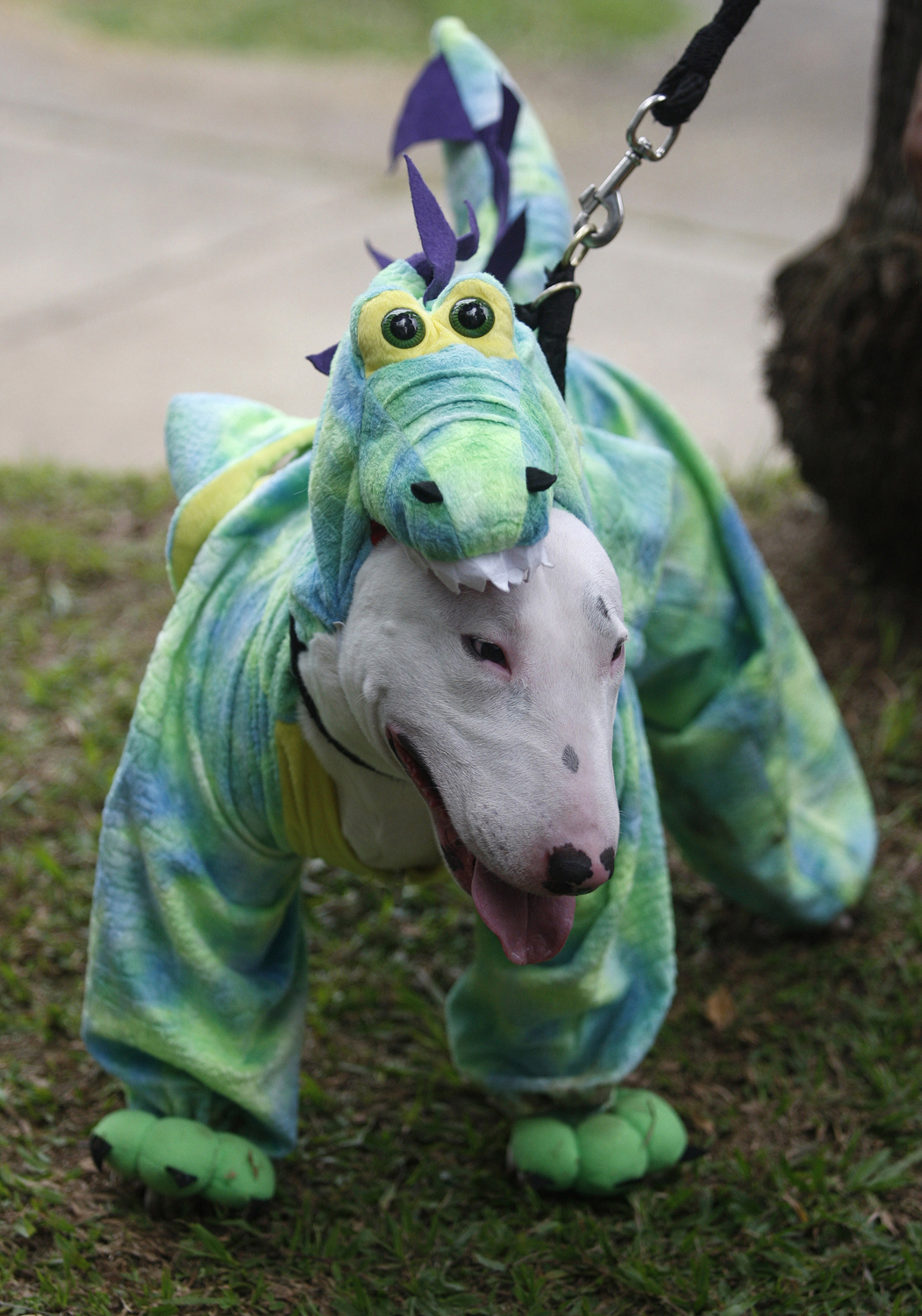 English Bull Terrier in dinosaur costume