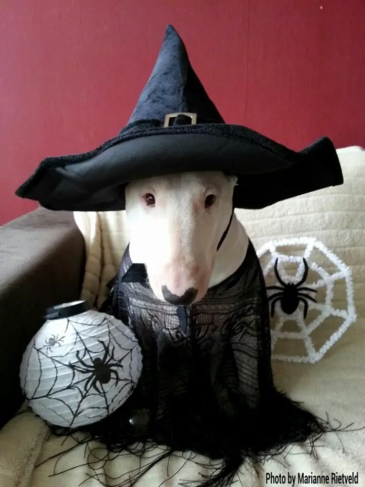 English Bull Terrier in witch costume