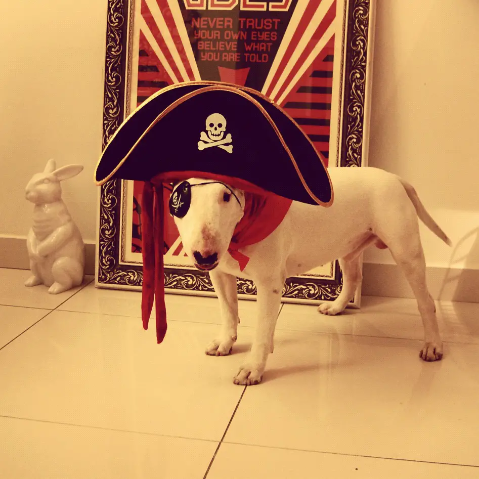English Bull Terrier in pirate costume