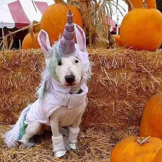 English Bull Terrier in her unicorn costume while sitting on a bale of hay with pumpkins 