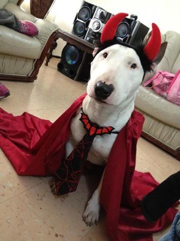 English Bull Terrier in Dracula costume