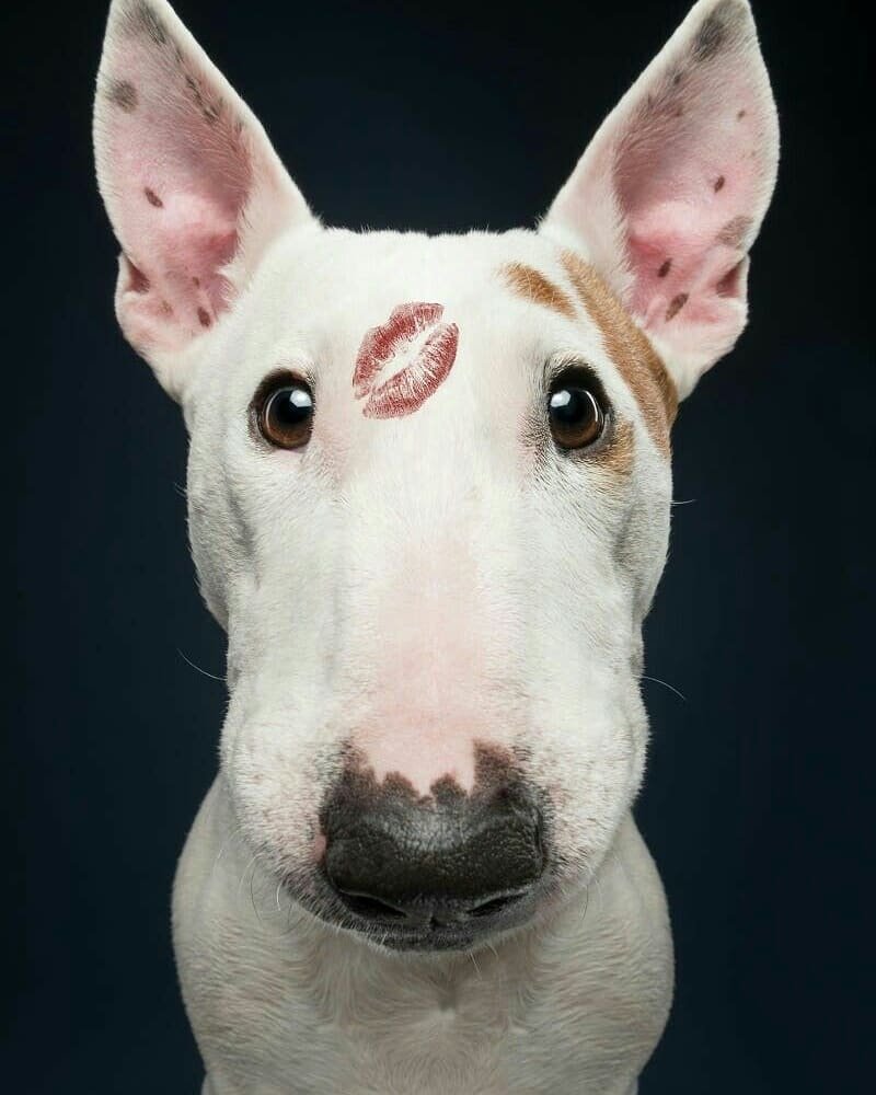 English Bull Terrier with a kiss mark on its forehead