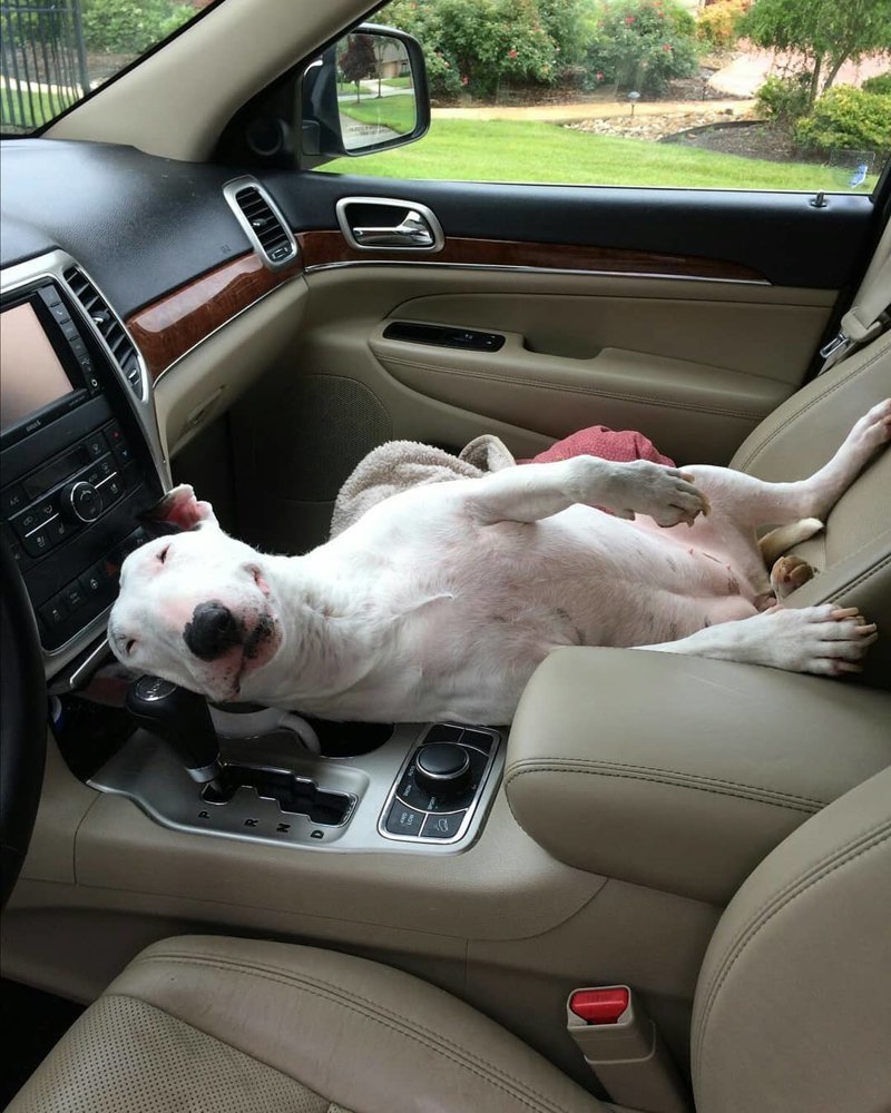 funny English Bull Terrier sleeping inside the car in the passenger seat