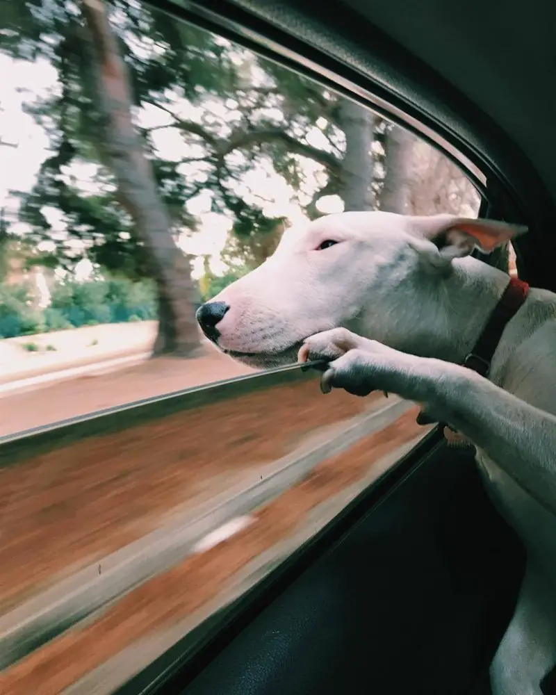 English Bull Terrier looking the window inside the car
