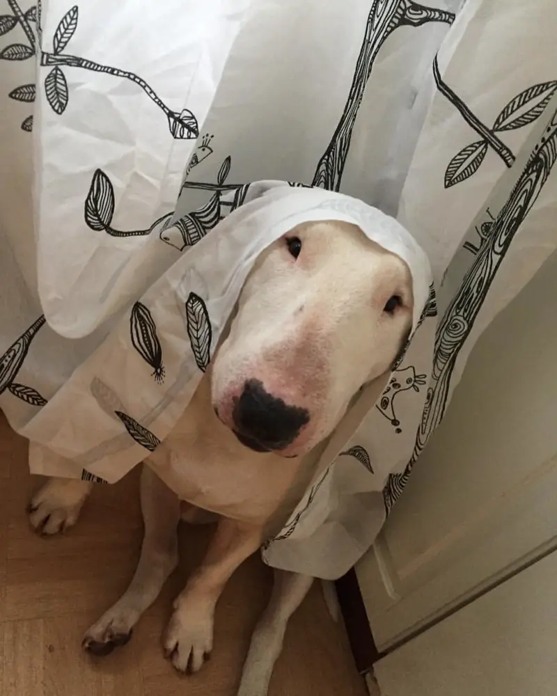 English Bull Terrier with shower curtain on its head