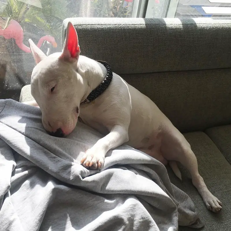 English Bull Terrier sitting on the couch while sleeping