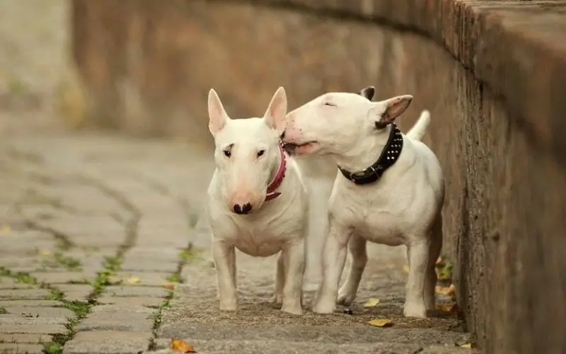 English Bull Terrier puppies taking a walk at the park