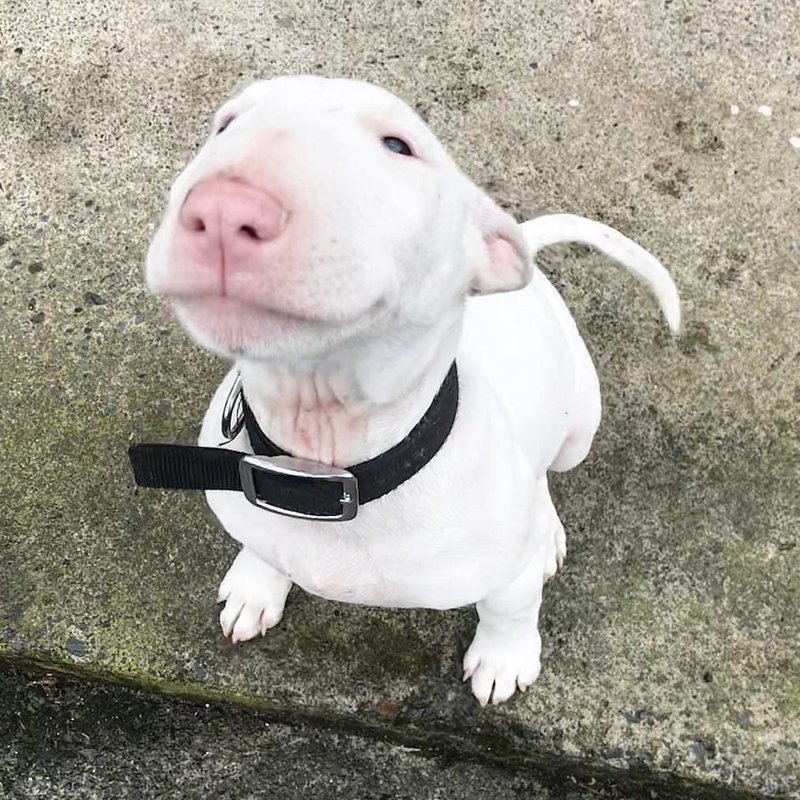 smiling English Bull Terrier while outdoors