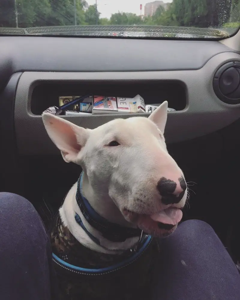 English Bull Terrier sitting inside the car in between its owners legs